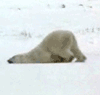 BlackMongooses